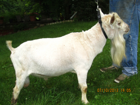 Nigerian Dwarf Buck